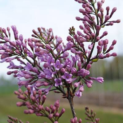 Syringa chinensis 'Lilac Sunday'